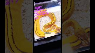 Banana Snake 2
