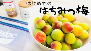 【ジップロックで作る、はちみつ梅】梅干し漬けたよ、2021！How to make Umeboshi(Pickled plums/Salted plums).