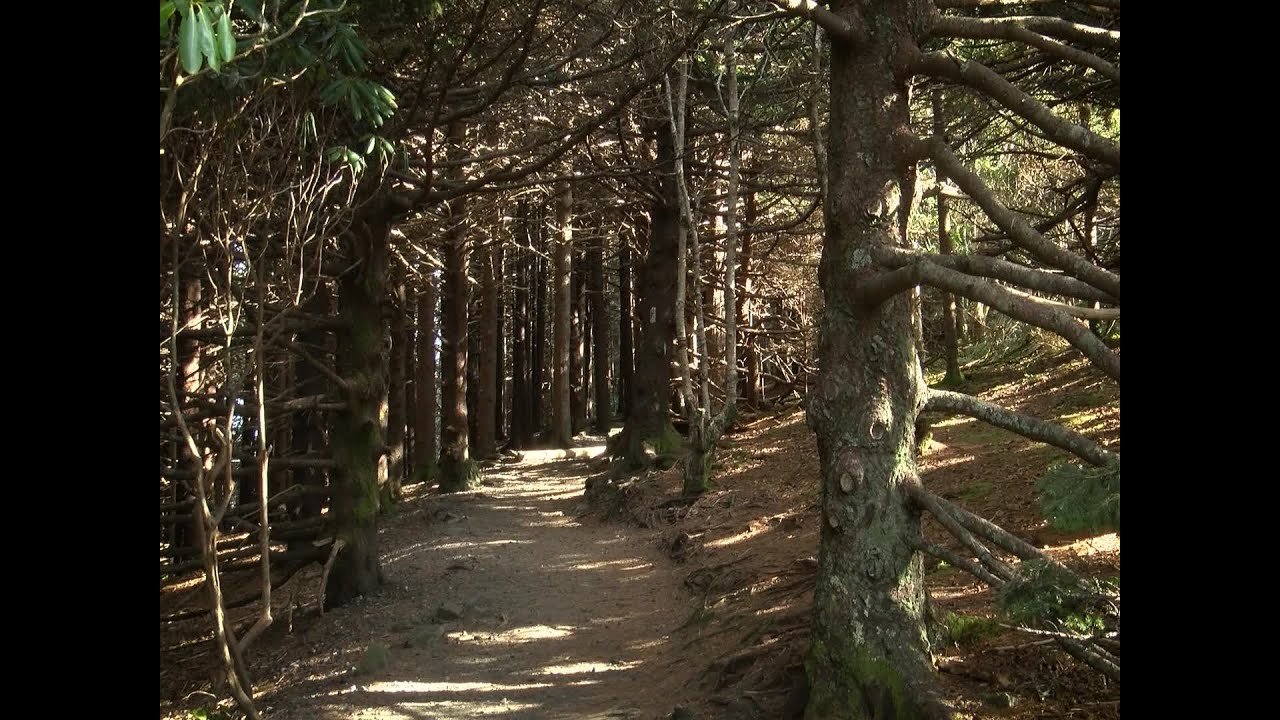 Haunted Tri-Cities: The Ghost Choir of Roan Mountain