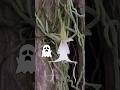 La misteriosa orquídea fantasma 👻
