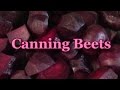 Canning Beets For the Pantry