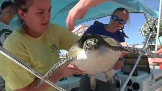 Rescue, Rehab & Release of Xiphosura the Sea Turtle