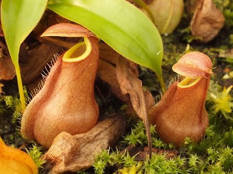 สารคดี  หม้อข้าวหม้อแกงลิง (Tropical Pitcher Plant)