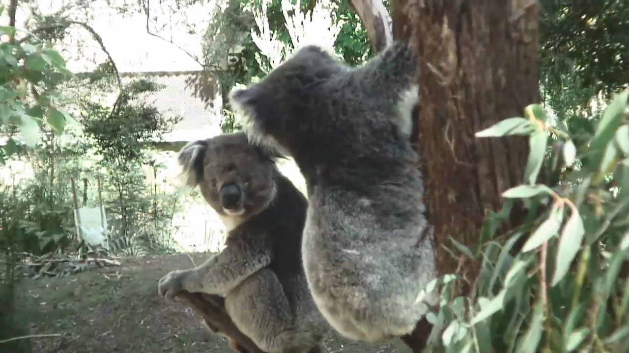 Koala Bears Fight Song YouTube