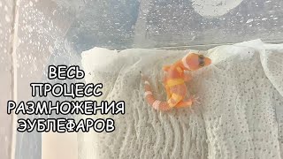 ВЕСЬ ПРОЦЕСС РАЗВЕДЕНИЯ ЭУБЛЕФАРОВ. РАЗМНОЖЕНИЕ ЭУБЛЕФАРОВ