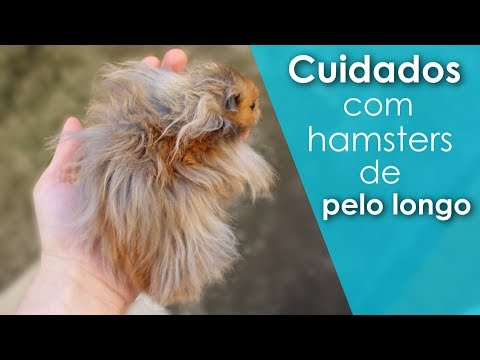 Vídeo: De onde são os hamsters de pelo comprido?