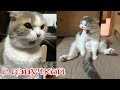 Приколы с котами! СМЕШНЫЕ КОТЫ! С О