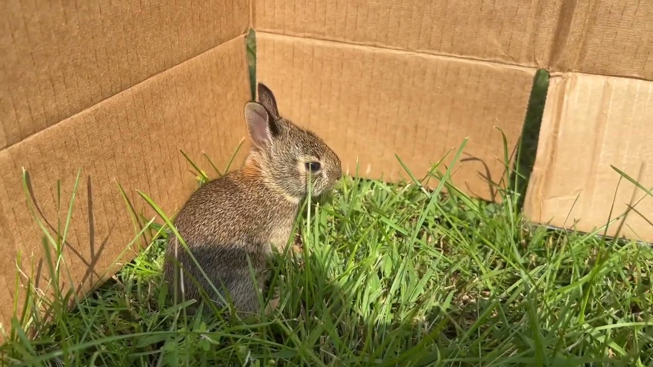 Day 11 - Checking the baby rabbits and tidying the nest 5/21/2023