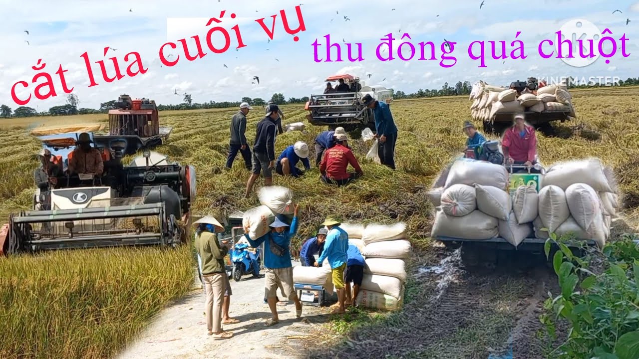 Bà con nông dân thu hoạch lúa cuối vụ thu đông quá khủng khiếp chuột|Cao Đỏ Vlog