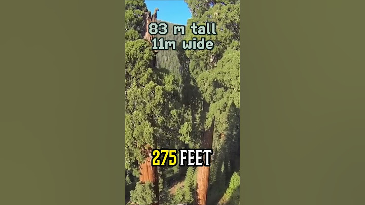 The biggest Tree in the World (by mass)
