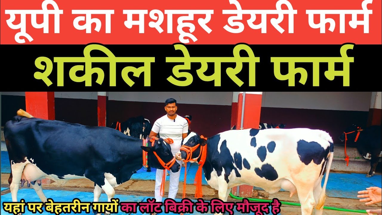 Shakil dairy farm sohawal Ayodhya Up। डेयरी फार्म में सफलता चाहते हैं तो यहां से गाय खरीदें।