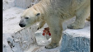 ホッキョクグマに氷のプレゼント