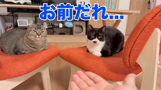 ご飯前とご飯後は猫の性格が変わるのか?