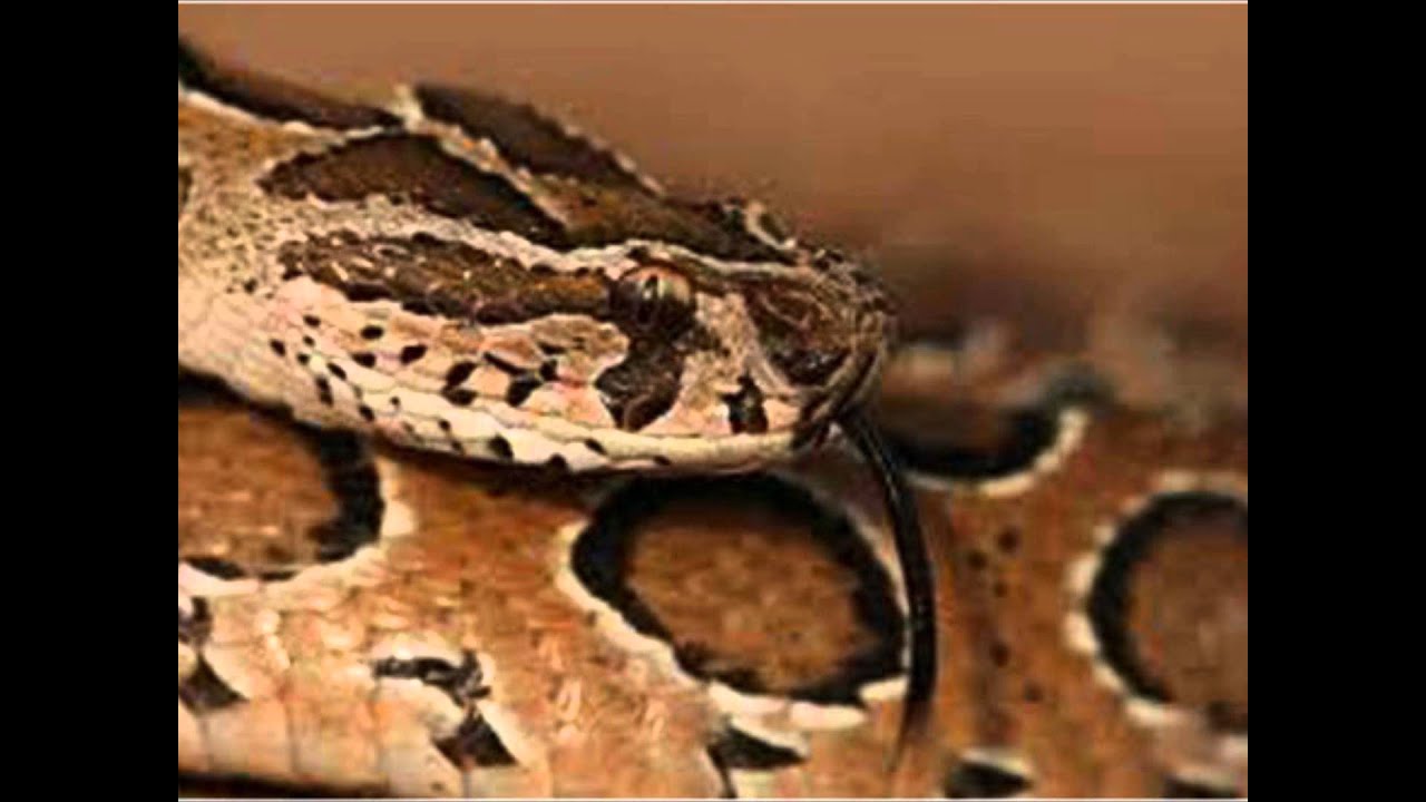 Vibira Rusell Víbora de Rusell serpiente mas venenosa del mundo OCUPA EL QUINTO LUGAR ...