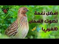 صوت طائر الفري او السماننغمة استدعاء قوية مجربة Quail Calling Ringtone Bldrcn ar Zil Sesi