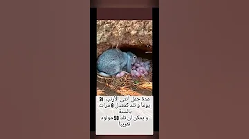 مدة حمل أنثى الأرنب 