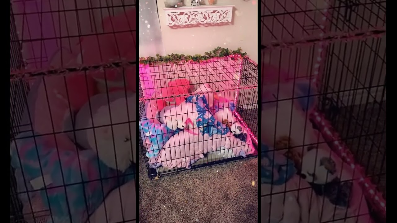 Cute and cozy pet crate setup ideas