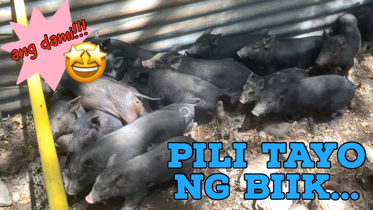 Buhay ng Baboy na Panglechon