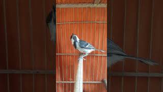 Burung Glatik paud belajar bunyi #kicaumania #glatik #masteranburung