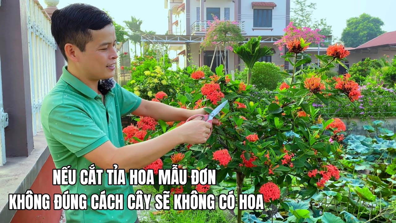 Nếu cắt tỉa hoa Mẫu đơn không đúng cách cây sẽ không ra hoa