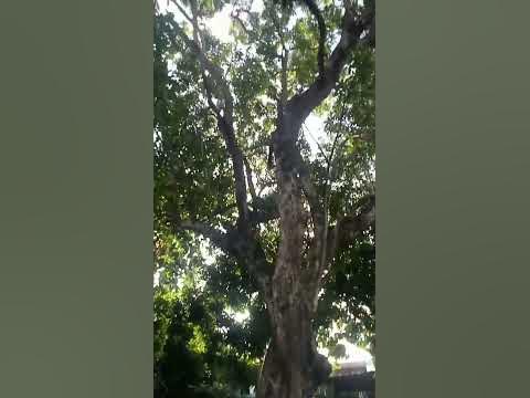 Molave tree 31yrs old generally Used furniture#hand tolls#shortvedio# ...