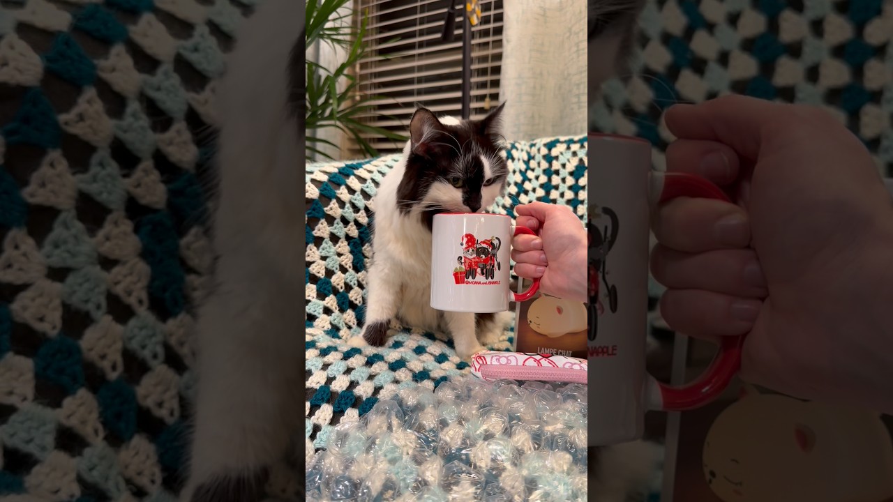 Джина, Эд, Моана и Снэппл — СПАСИБО ВАМ!!