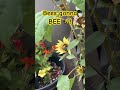 Pollinators at work! This Bee doing what bees do! Happy gardening!
