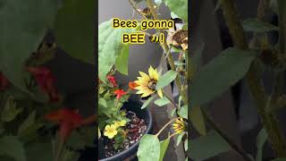Pollinators at work! This Bee doing what bees do! Happy gardening!