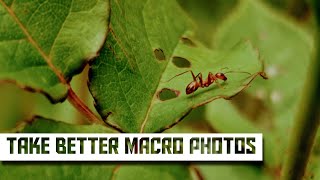 How to take better Macro Photos on the OnePlus Open by Shane Craig 614 views 10 days ago 8 minutes, 34 seconds