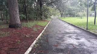 Caminhando com chuva no Bosque Jardim Botânico de Araraquara SP Brasil - Relaxamento - Meditação screenshot 5