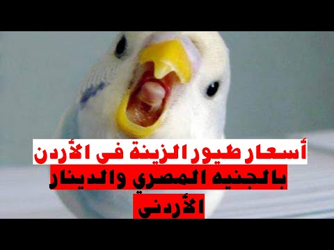 أسعار طيور الزينة في الأردن بالجنيه المصري والدينار الأردني حصريا من عالم الطيور