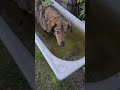 купание собаки