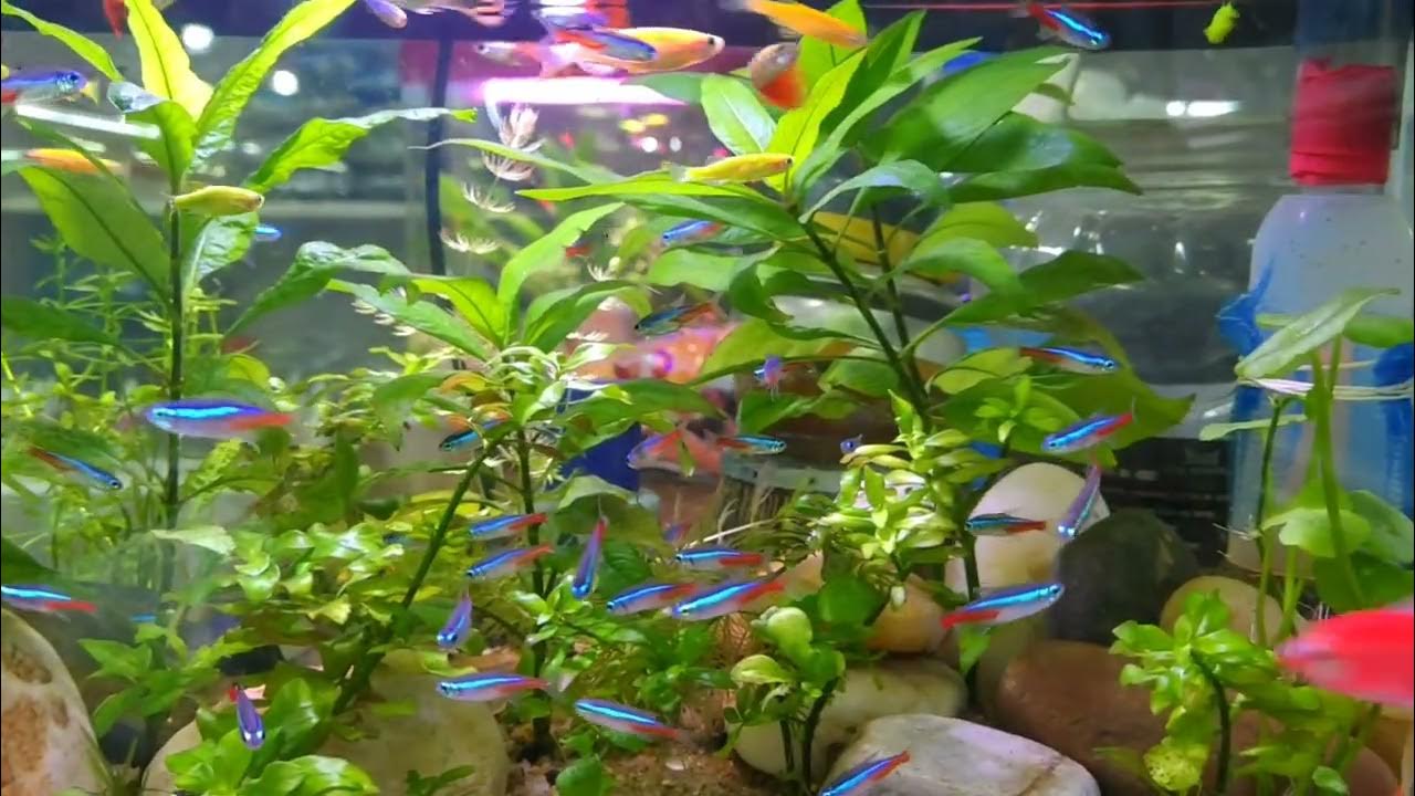 5 Best Aquarium Plants for Neon Tetras (Detailed Information with video
