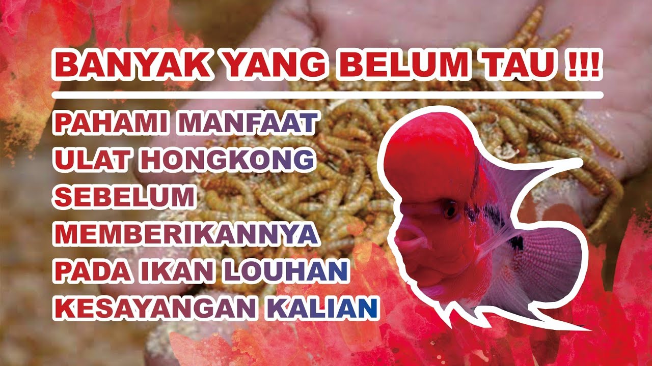 Manfaat Ulat Hongkong Untuk Louhan || Banyak yang Belum Sadar.!