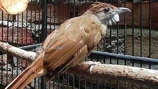 SUARA NGEBREN EMOSI KAPAS TEMBAK ‼️CEPAT BIKIN KATEM BAHAN RESPON