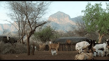 A Life Among Elephants: David Daballen’s Journey to Protecting Elephants
