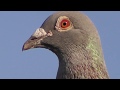 Чужак путешественник залетел в гости 07.06.20 / sports pigeons