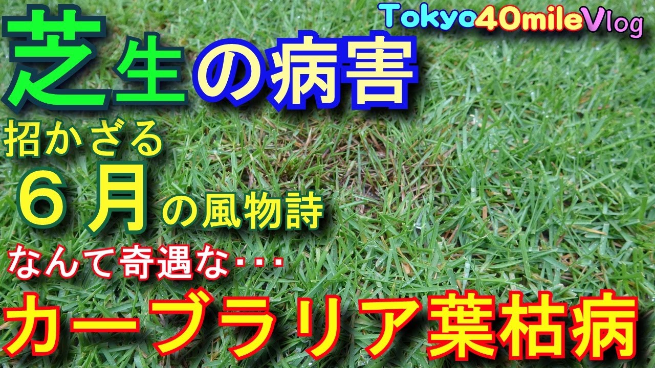 芝生の病害発生 カーブラリア葉枯病 ラリー水和剤の実験 Vlog東京40まいる 芝生youtube動画まとめ
