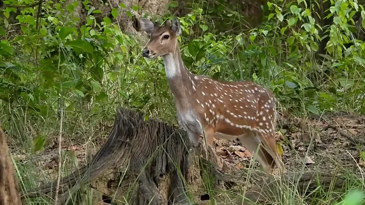 Alarm Call | Spotted Deer 🦌 | Jim Corbett | Jungle Safari