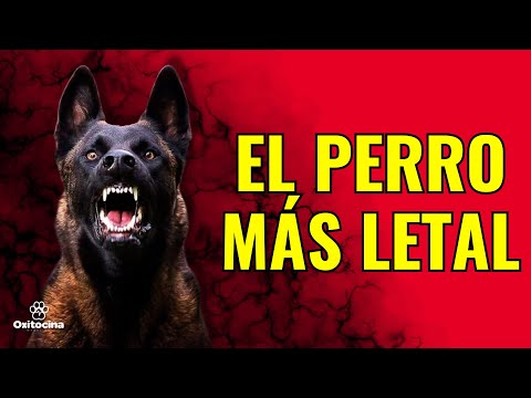 ¿Conoces al pastor belga malinois? Te contamos 9 cosas que te harán admirar a este perro increíble Malinois. Origen, Características, Alimentación, Cuidados, Curiosidades y más...