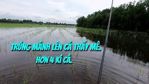 Câu cá lóc mùa lũ (P16).Trúng mánh hơn 4 kí cá.Thợ săn cá lóc.