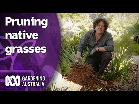 How to prune native grasses and clumping plants | Australian native plants | Gardening Australia