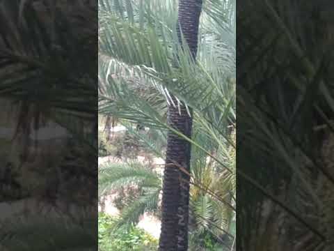 سيل وادي غيضة برجف العكبري