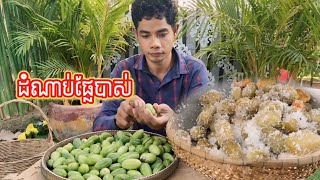 ដំណាប់ផ្លែបាស់This is a plant that can eat both leaves and fruits.