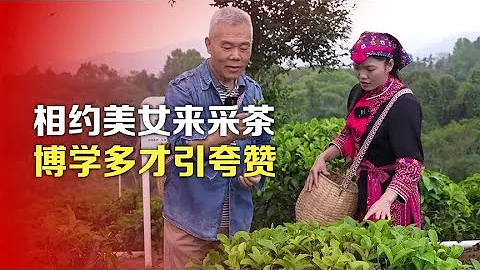 司馬南：相約美女來採茶，博學多才引誇讚 - 天天要聞