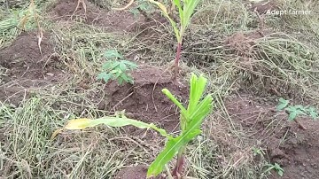 How soil testing can influence economic yield in crop production