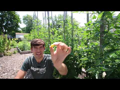 What Organic Gardening Means to Me by MIgardener