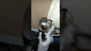 Dog saving paper from Shredder