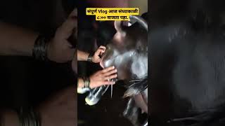 Buffalo Giving Birth