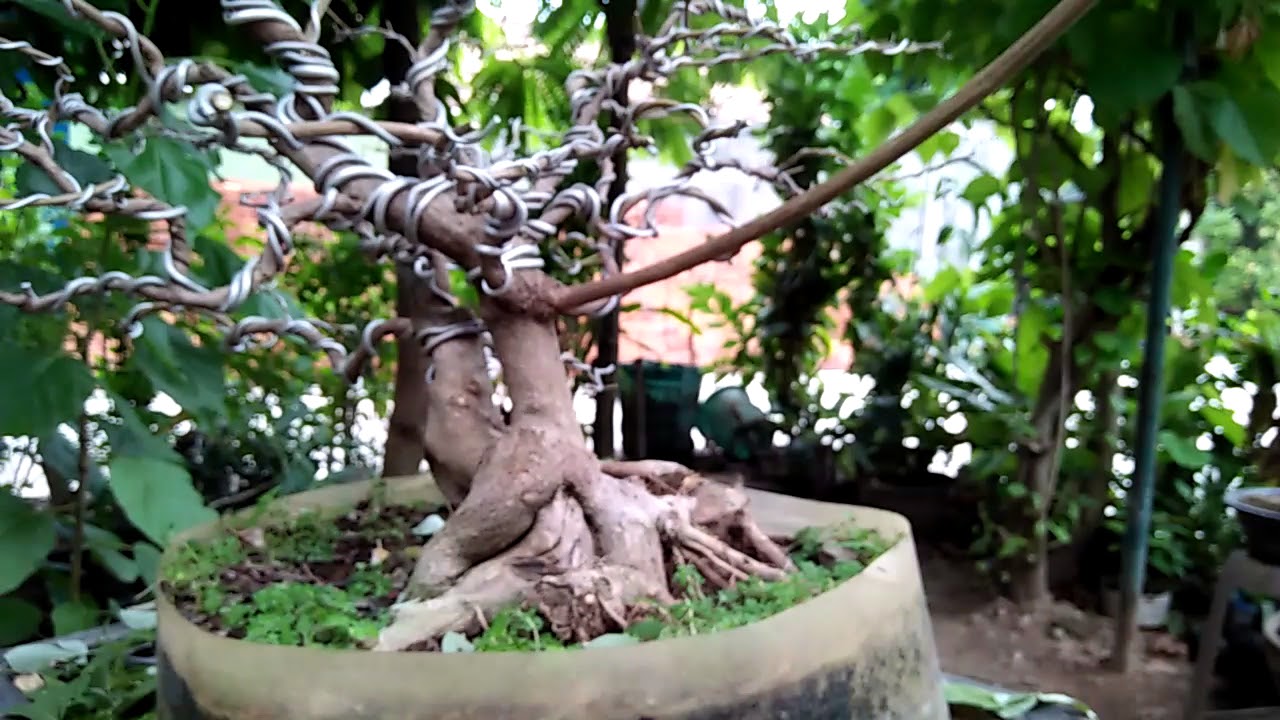 Bonsai Bidara  Juara Gambar  Bonsai 2021